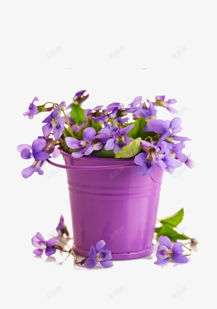 铁桶中的紫色小花png免抠素材_新图网 https://ixintu.com 园艺 紫色 花盆 装饰 铁桶 鲜花