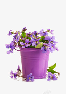 铁桶花盆铁桶中的紫色小花高清图片