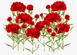 花丛里的妈妈母亲节红色美丽康乃馨高清图片
