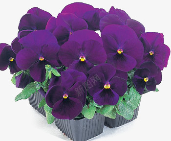 紫色三色堇png免抠素材_新图网 https://ixintu.com 一簇花 三色堇 紫色花朵 花中提琴 鲜花