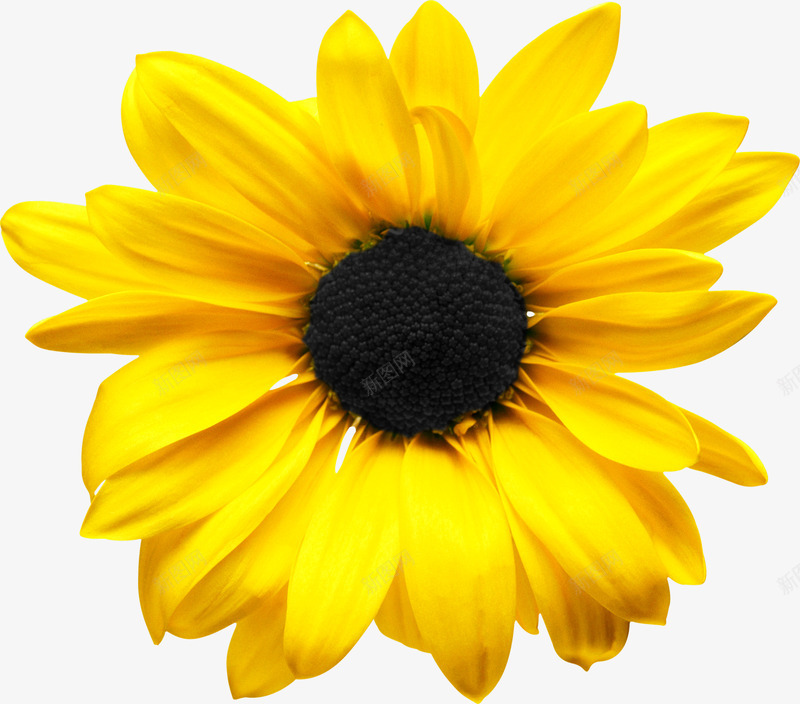 向日葵装饰图案png免抠素材_新图网 https://ixintu.com 植物 笔刷 素材 花朵 花瓣 装饰图案 鲜花
