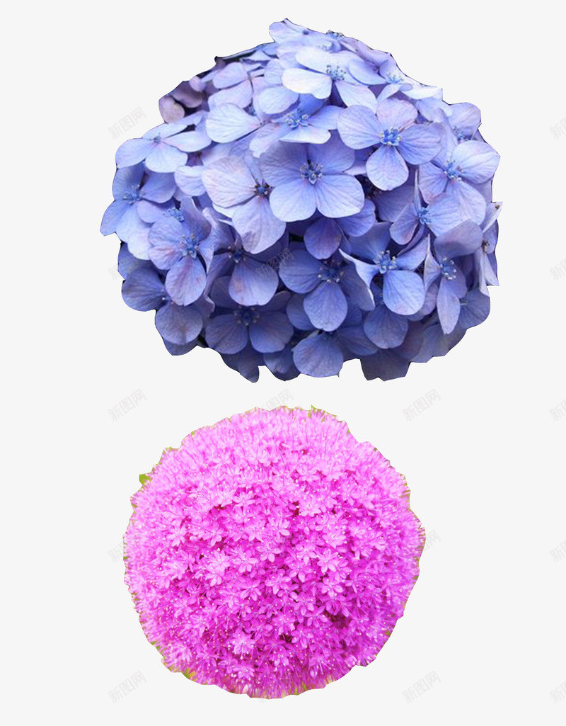 鲜花摄影png免抠素材_新图网 https://ixintu.com 产品实物 底纹 摄影 粉红花簇 花朵 花球 蓝色花朵 鲜花