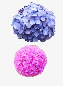 粉红花球鲜花摄影高清图片