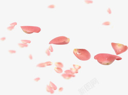 红色鲜花花瓣玫瑰素材