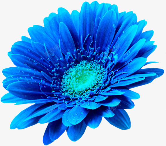 美丽的蓝色鲜花png免抠素材_新图网 https://ixintu.com 兰花 蓝色 鲜花