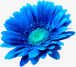 美丽的蓝色鲜花素材