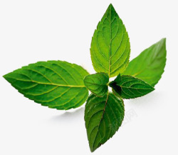 牙膏薄荷薄荷叶高清图片