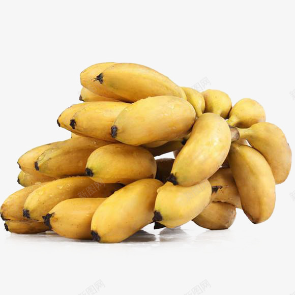 一串美味的成熟小米蕉实物png免抠素材_新图网 https://ixintu.com 健康 小米蕉 广告 插画 水果 皇帝蕉 美味 芭蕉 饮食 香蕉