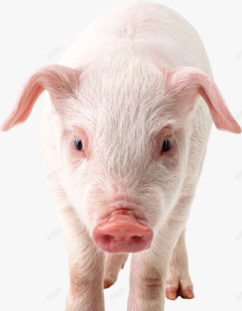 小猪装饰png免抠素材_新图网 https://ixintu.com 动物 小猪 白色的猪 矢量装饰 装饰