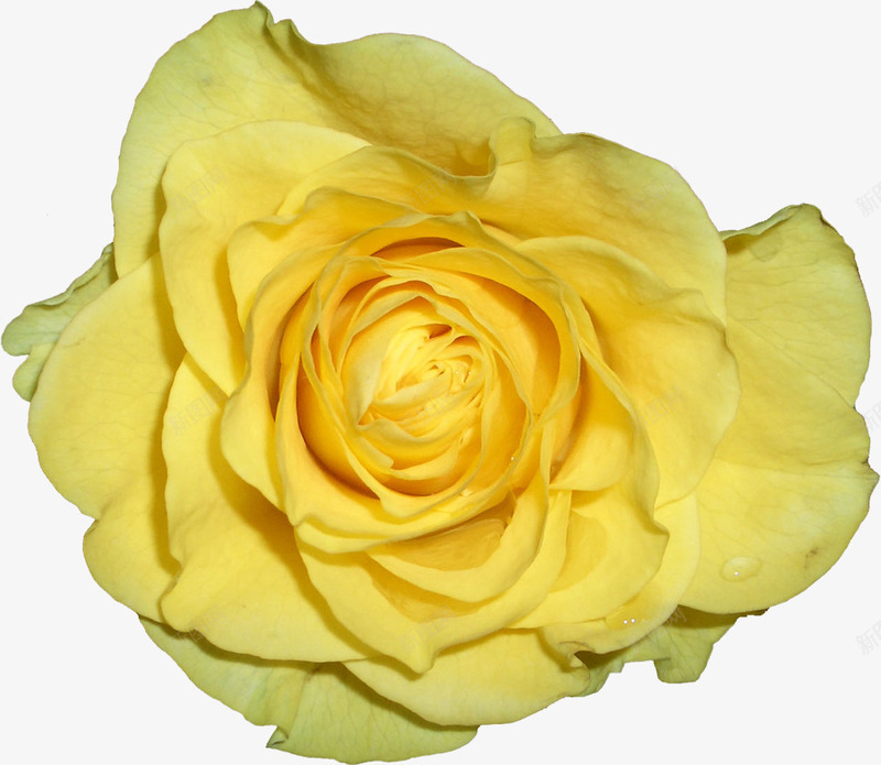 绽放的黄色玫瑰花朵png免抠素材_新图网 https://ixintu.com 玫瑰 花朵 花瓣 鲜花 黄玫瑰 黄色