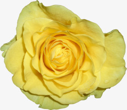 绽放的黄色玫瑰花朵素材
