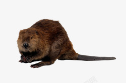 棕色老鼠棕色的竹鼠高清图片