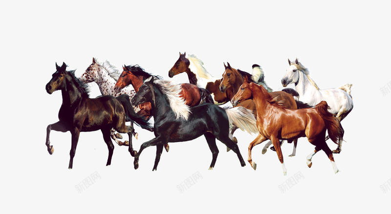 一群马在奔跑png免抠素材_新图网 https://ixintu.com 动物 生物 马