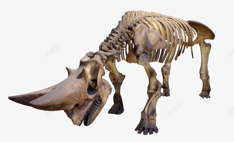 恐龙骨架png免抠素材_新图网 https://ixintu.com 恐龙 恐龙模型 设计元素 骨骼