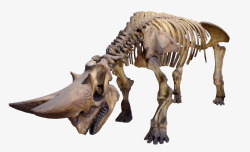 恐龙模型恐龙骨架高清图片