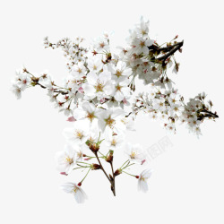 白色鲜花束透明高脚杯花束高清图片
