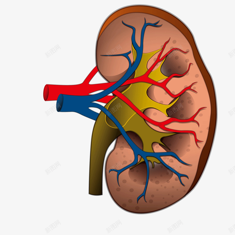 医疗肾的解剖png免抠素材_新图网 https://ixintu.com 健康 医疗 素材 解剖