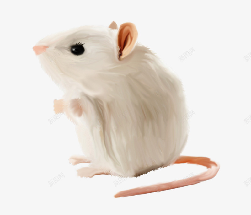 小白鼠png免抠素材_新图网 https://ixintu.com 动物 卡通 可爱 小白鼠 老鼠