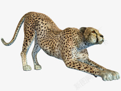 美洲豹捕猎的美洲豹高清图片
