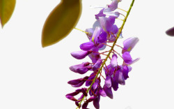 紫藤花植物素材