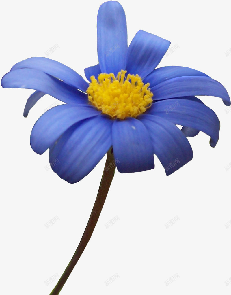 花卉png免抠素材_新图网 https://ixintu.com 植物 花 花朵 蓝色 蓝菊花 鲜花