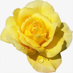 带水滴的新鲜黄玫瑰素材