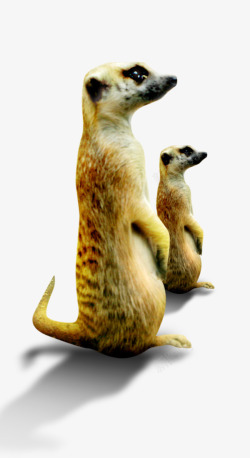 鼬的灰爪狸野生动物高清图片