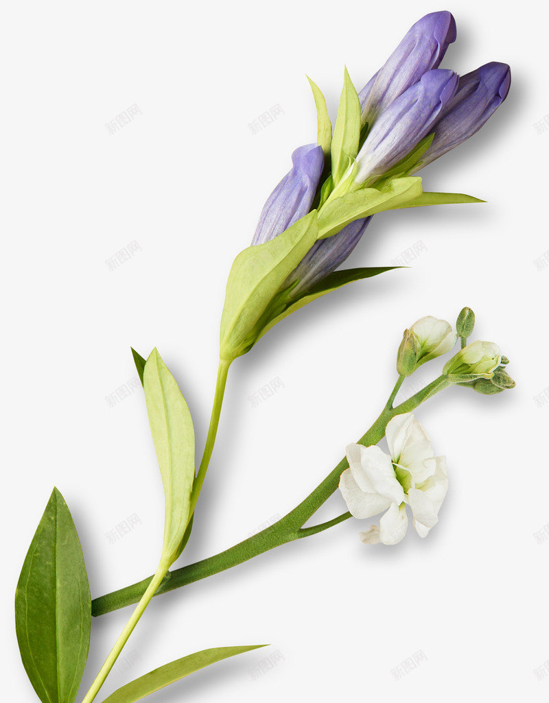 手绘装饰鲜花psd免抠素材_新图网 https://ixintu.com 手绘 紫色 花卉 花朵 花束 装饰图案 鲜花