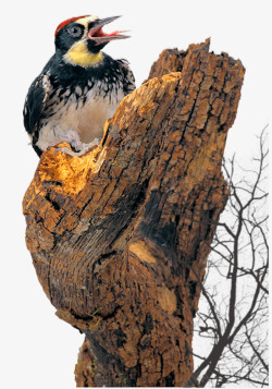 叫喳喳喳喳叫的啄木鸟高清图片