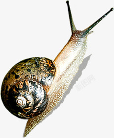 爬行的小蜗牛可爱爬行动物蜗牛高清图片