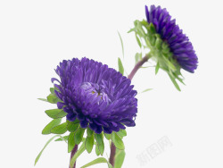 蓝色紫苑属特写素材