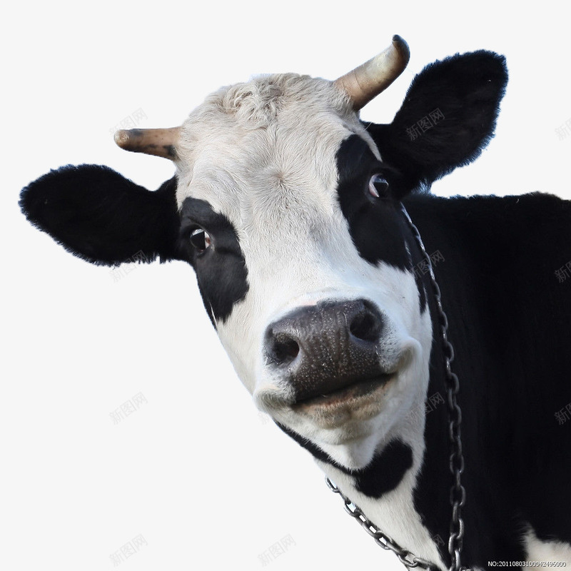 产奶的奶牛png免抠素材_新图网 https://ixintu.com 产奶 健康 动物 生态