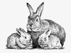 三只一窝黑白可爱兔子手绘素描矢矢量图素材
