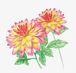 春上新粉色水彩菊花水彩鲜花高清图片