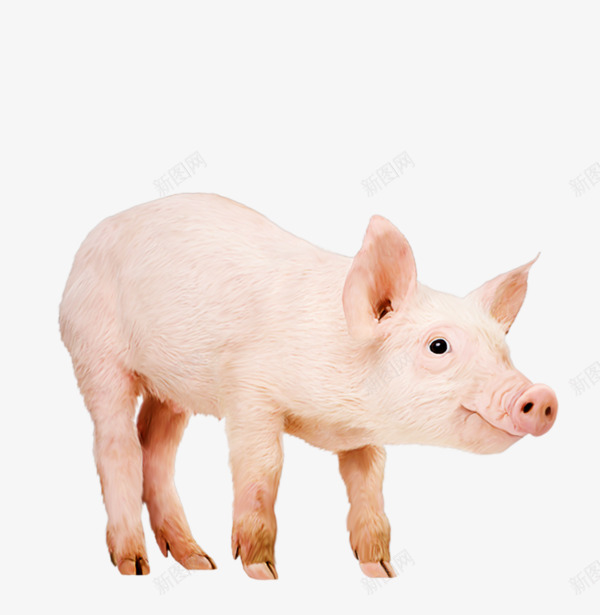 小乳猪png免抠素材_新图网 https://ixintu.com 动物 动物小猪 小猪 猪