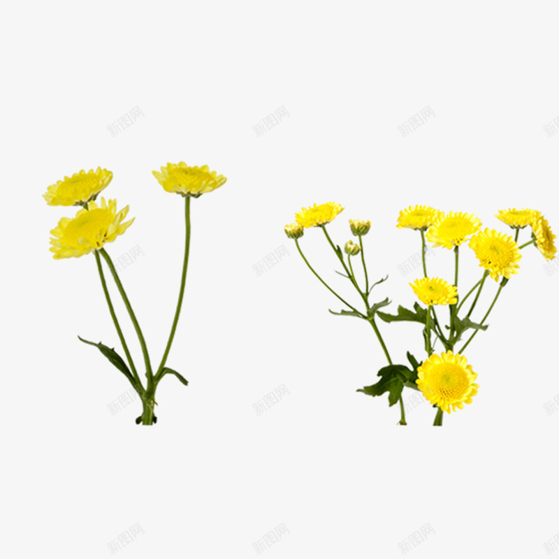 两株开着黄色小花的植物png免抠素材_新图网 https://ixintu.com 植物 绿叶 鲜花 黄花