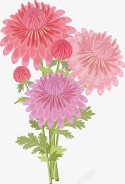 菊花图粉色创意粉色菊花图矢量图高清图片