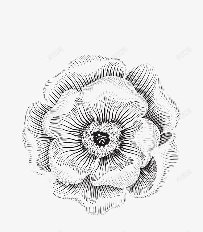 黑色鲜花png免抠素材_新图网 https://ixintu.com 线条 背景装饰 花朵 铅笔画 鲜花 黑色