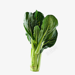 青菜水一根绿色新鲜广东菜心特写插图免高清图片