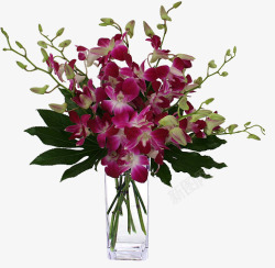 紫色石斛花花瓶装紫色石斛花高清图片