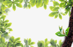 绿叶相框植物相框素材
