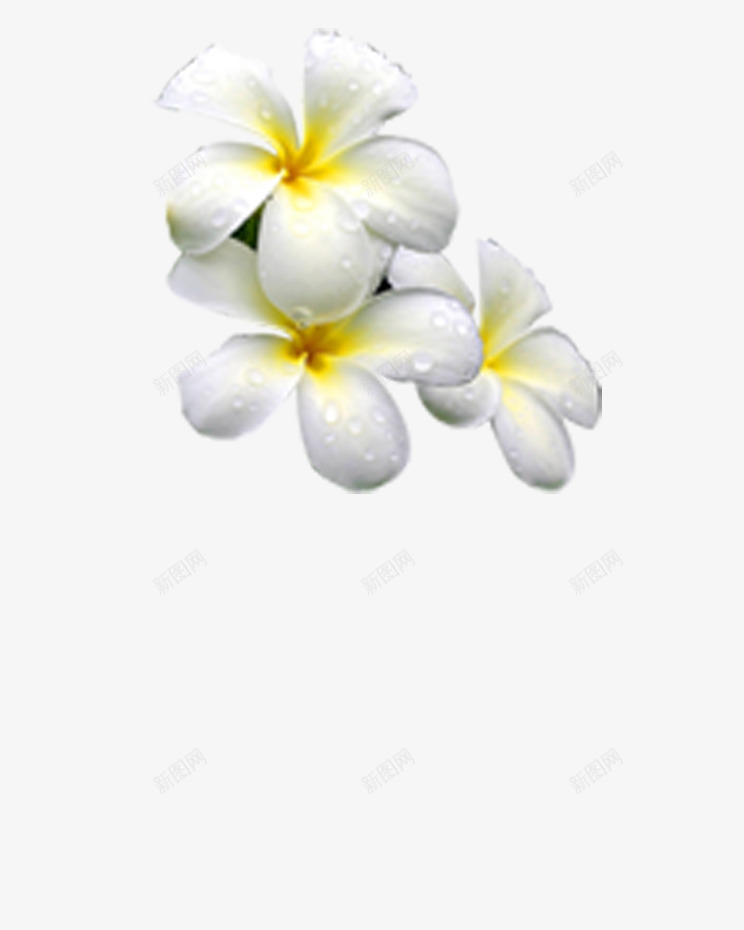 白色茉莉花png免抠素材_新图网 https://ixintu.com 开花 白色茉莉花 花元素 花开 花朵 茉莉花 茉莉花香 茉莉香 鲜花