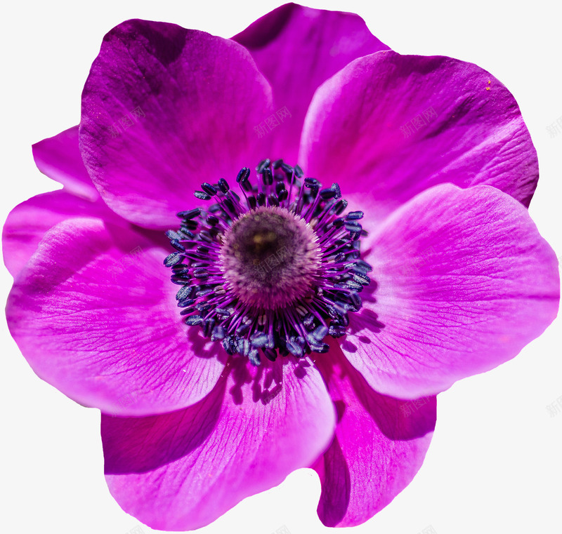 一朵紫色罂粟花png免抠素材_新图网 https://ixintu.com 植物 紫色 罂粟花 自然 花 花朵 鲜花
