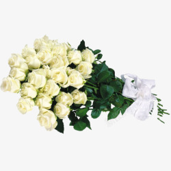 白色枝叶白色玫瑰花高清图片