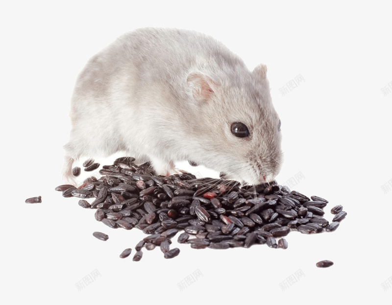 偷吃食物的老鼠png免抠素材_新图网 https://ixintu.com 仓鼠 动物 生物 老鼠