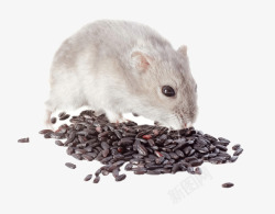 偷吃的老鼠偷吃食物的老鼠高清图片