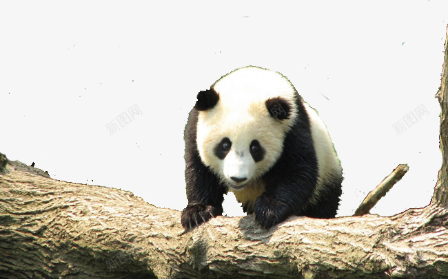 中国熊猫png免抠素材_新图网 https://ixintu.com 动物 可爱 国宝 榛戠櫧 鍔墿 鍙 鍥藉疂 黑白