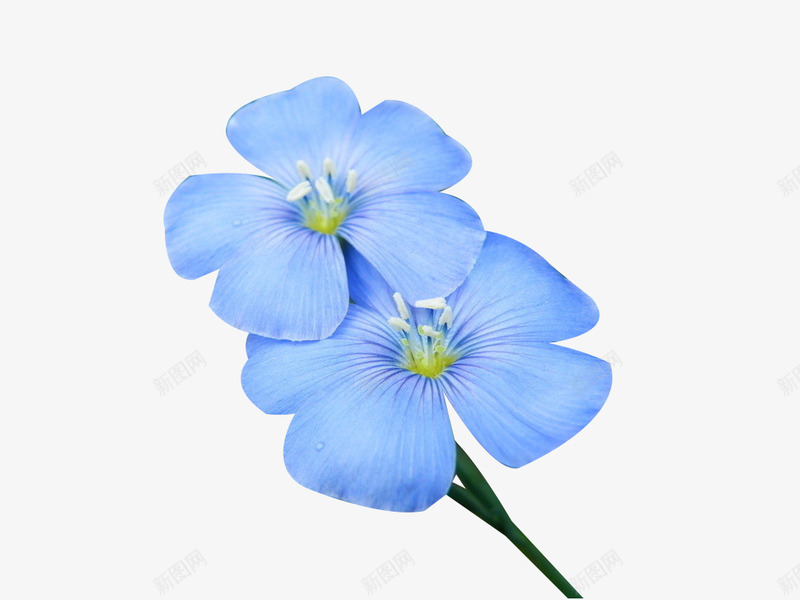 蓝色亚麻籽花png免抠素材_新图网 https://ixintu.com 亚麻籽花 植物 花卉 蓝色 蓝色花 鲜花