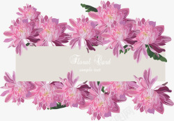 紫色雏菊背景深粉色菊花边框高清图片