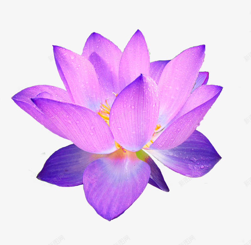 荷花蓝紫色的高贵png免抠素材_新图网 https://ixintu.com 花卉 花朵 荷花 鲜花